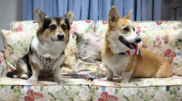 Corgis: The most iconic royal companions