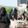 Article image for: <i class="tbold">dog</i> breeds that have been a part of the British Royal Family