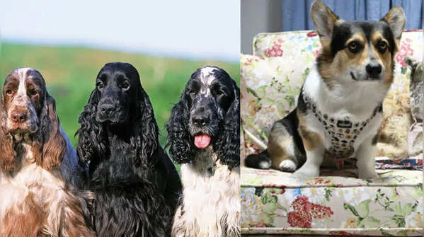 Dog breeds that have been a part of the British Royal Family