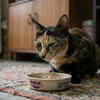 Article image for: Scientists explain why your cat suddenly walks away from food halfway through, then comes back minutes later