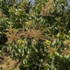 Article image for: Krishnagiri mango farmers suffer losses; many start felling trees