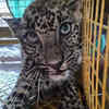 Article image for: Trapped big cat rescued in Ratnagiri