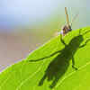 Grasshopper