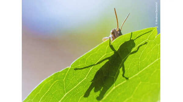 Grasshopper