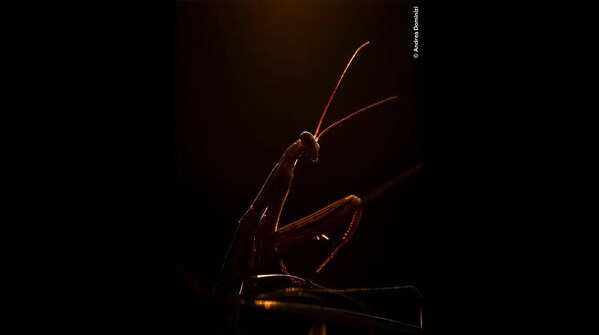 European mantis