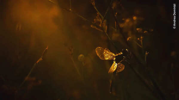 Dragonfly