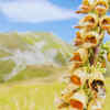 Bumble bee