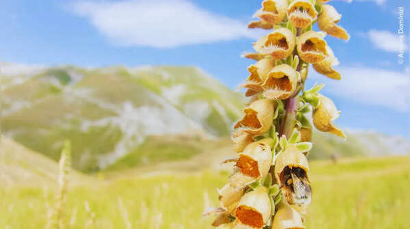 Bumble bee