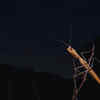 Praying mantis