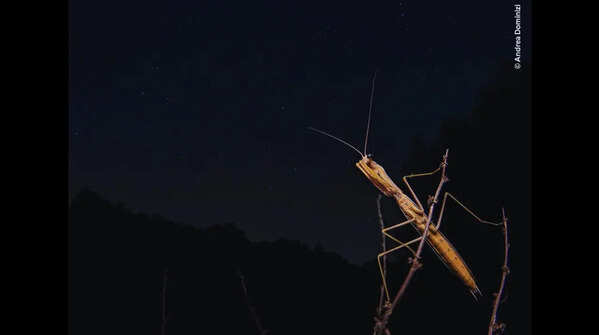 Praying mantis