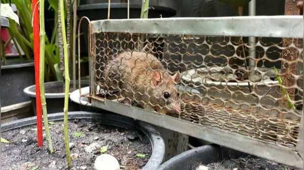 Block potential entry points for pests