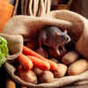 Article image for: Manage the presence of food sources properly