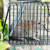 Article image for: Best ways to mole- and rat-proof your <i class="tbold">home</i> and garden