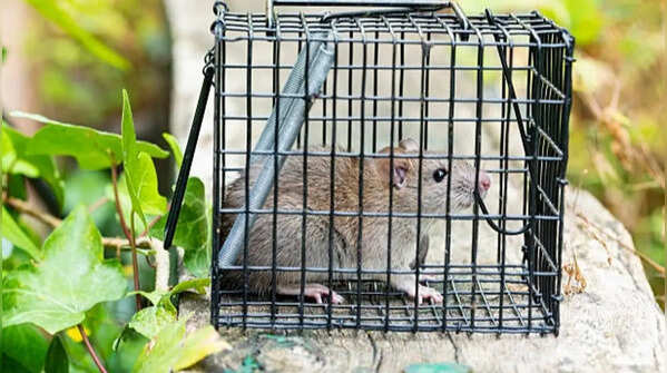 Best ways to mole- and rat-proof your home and garden