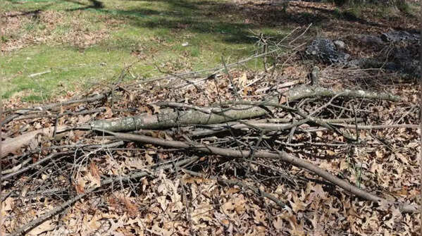 Woodpile, litter and overcrowded gardens