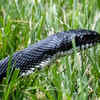 Article image for: Where snakes hide around your home: 7 surprising <i class="tbold">spot</i>s in your house and garden you should never ignore