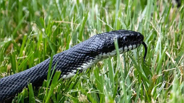 Where snakes hide around your home: 7 surprising spots in your house and garden you should never ignore