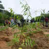 Article image for: Govt cuts tree-planting target to3 crore amid sapling shortage