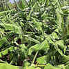 Article image for: Storm, hail damage crops across Uttarakhand; farmers fear losses