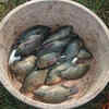 Article image for: Invasive fish species pose threat to native population in Batim lake