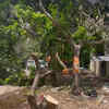 Article image for: Over 10 trees felled in Palam Vihar green belt despite HC curbs