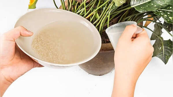 Rice water for mild fertilization