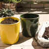 Article image for: Coffee grounds for enhancing soil quality