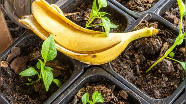 Banana peels for improved blooming and growth