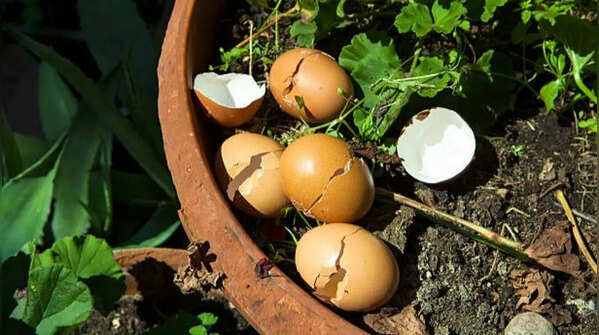 Eggshells for calcium supplementation