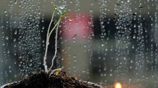 Poor air circulation influences plant growth