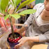 Article image for: You clean the <i class="tbold">soil</i> or move plants too often