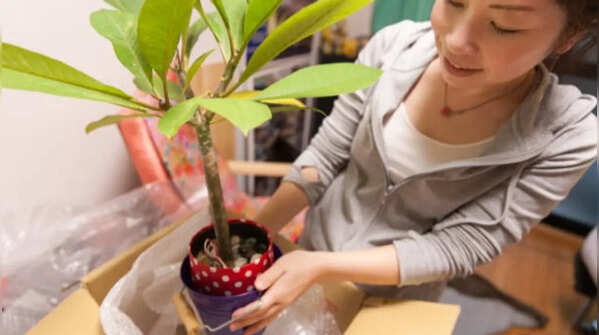 You clean the soil or move plants too often