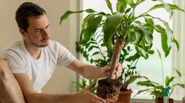 You often move the plant from place to place