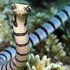 Article image for: The most venomous sea snakes in the world