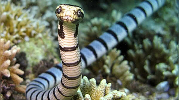 The most venomous sea snakes in the world