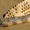 Article image for: Dubois’ Sea Snake (Aipysurus duboisii)
