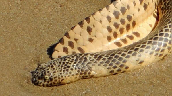 Dubois’ Sea Snake (Aipysurus duboisii)
