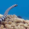 Article image for: Belcher’s Sea Snake (Hydrophis belcheri)