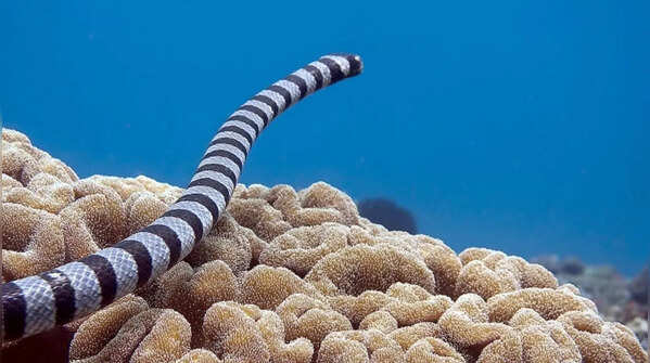 Belcher’s Sea Snake (Hydrophis belcheri)
