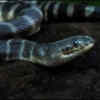 Article image for: Beaked Sea Snake (Hydrophis schistosus)