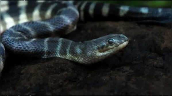 Beaked Sea Snake (Hydrophis schistosus)
