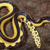 Article image for: Yellow-Bellied Sea Snake (Hydrophis platurus)
