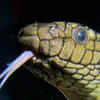 Article image for: Olive Sea Snake (Aipysurus laevis)