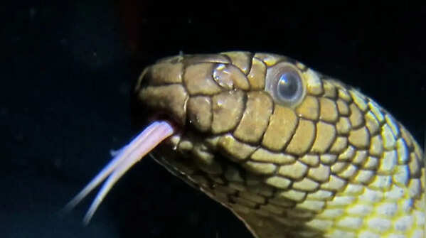 Olive Sea Snake (Aipysurus laevis)