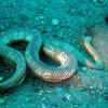 Article image for: Peron’s Sea Snake (Hydrophis peronii)