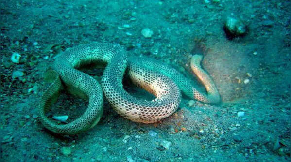 Peron’s Sea Snake (Hydrophis peronii)