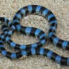 Article image for: Blue-Lipped Sea Krait (Laticauda laticaudata)