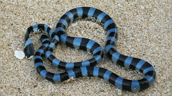 Blue-Lipped Sea Krait (Laticauda laticaudata)