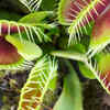 Article image for: <i class="tbold">venus</i> Flytrap