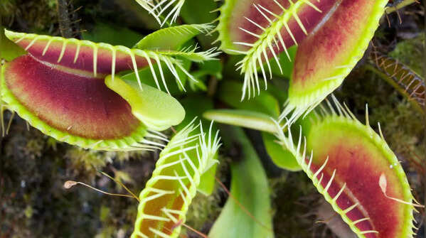 Venus Flytrap